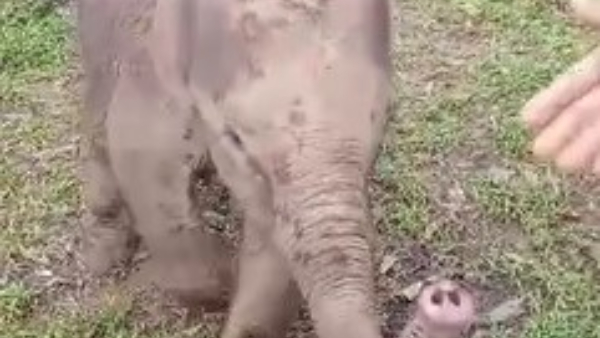baby-wild-elephant-found