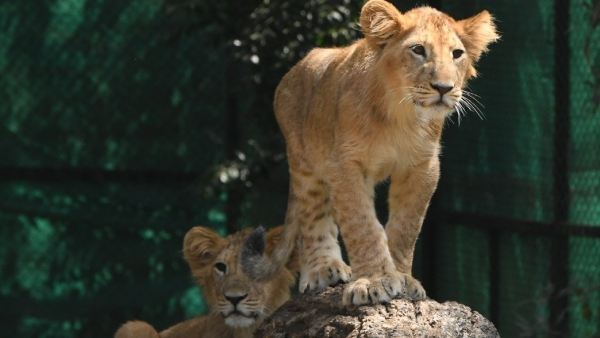 Baby Lions Naming Ceremony Celebration In Chamarajendra Zoo