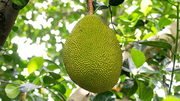  before buying jackfruit