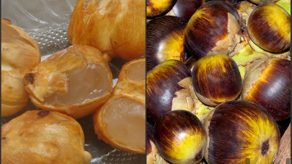 Benefits of Consuming Ice Apple (Tati Nungu)