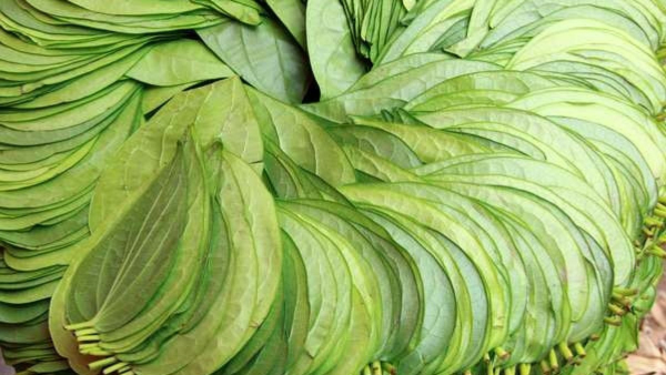 Betel Leaf Benefits