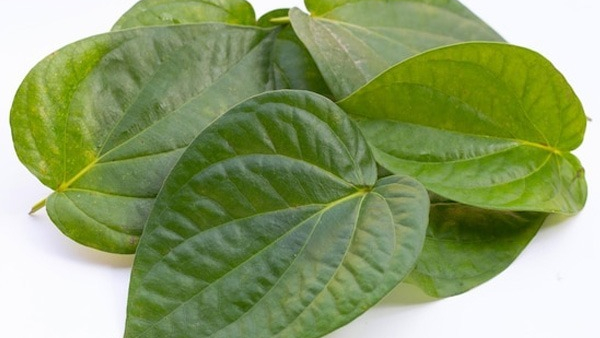 Betel Leaf Benefits