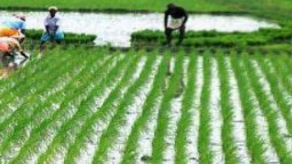 Karnataka budget 2023: What is the gift to agriculture sector in Budget?, know details