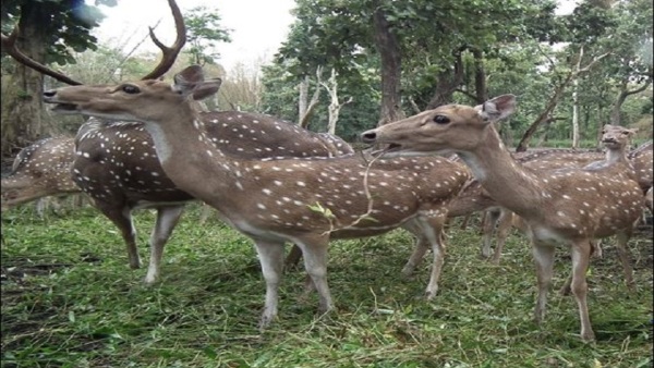 Travel News: Kodagu Cauvery Nisargadhama Speciality