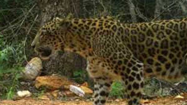 Leopard attack: 9 year old boy injured in Yelandur