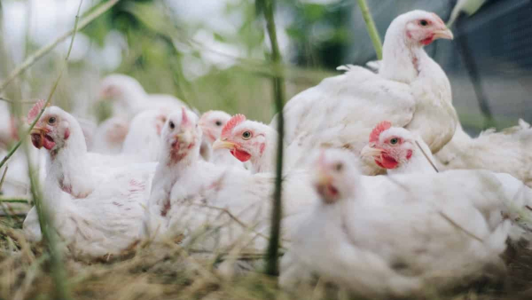 Know todays chicken price in Bengaluru