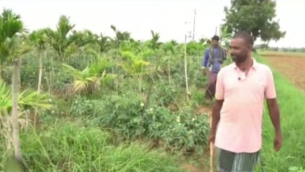Monsoon rain: Rice planting start in Chikkamagaluru district 