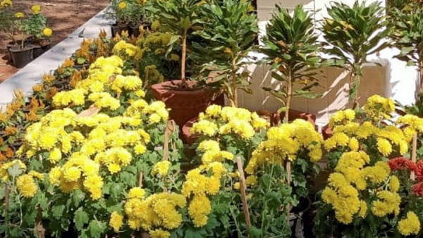 Tips For Farmers To Control Diseases In Chrysanthemum Crop 