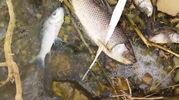 More Than Thousand Dead Fishes Found In Jodi Lingadahalli Lake More Than Thousand Dead Fishes Found In Jodi Lingadahalli Lake