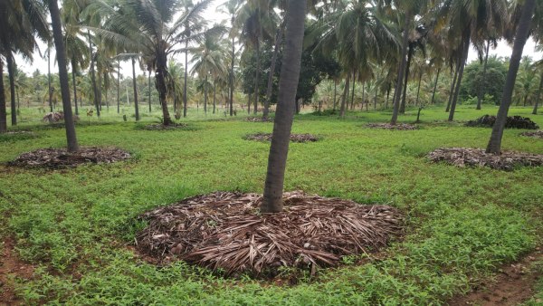 How to Increase Coconut Yield in the Monsoon Season