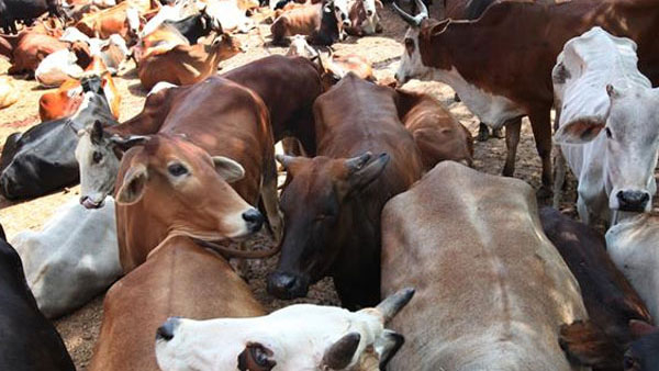 No proposal to repeal the anti-cow slaughter Act of 2020 :Minister No proposal to repeal the anti-cow slaughter Act of 2020 :Minister