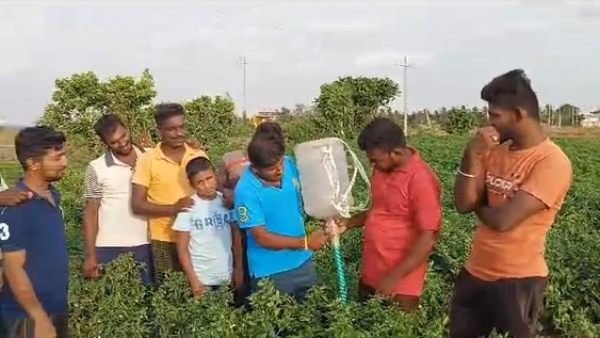 New Idea Of ​​Bharamasagara Youth Farmers To Apply Fertilizer To Crops