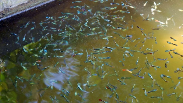 dengue-cases-increased