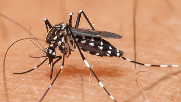  Bengaluru: Surge in Dengue Cases with 178 Reported in the Last 11 Days