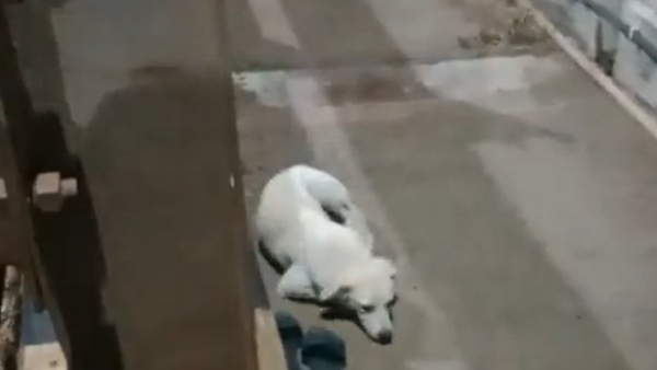 Dog that jumped into the Godavari river and died waiting at its owners shoes; Heartbreaking video