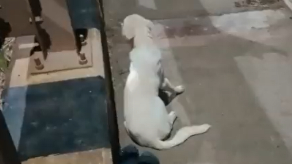 Dog that jumped into the Godavari river and died waiting at its owners shoes; Heartbreaking video