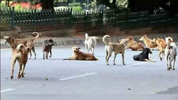 Allegedly Mother Dog and 7 Puppies poisoned in UP Allegedly Mother Dog and 7 Puppies poisoned in UP