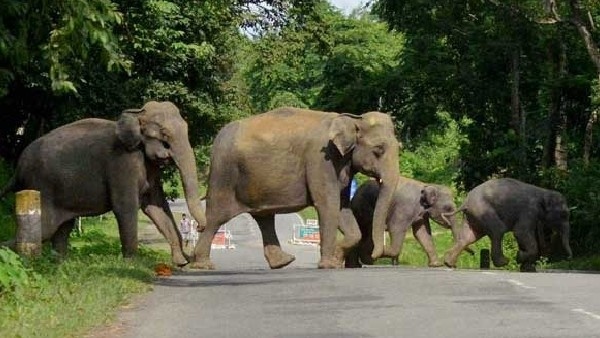 Elephants destroy more than 15 coconut trees in Thagachagere village