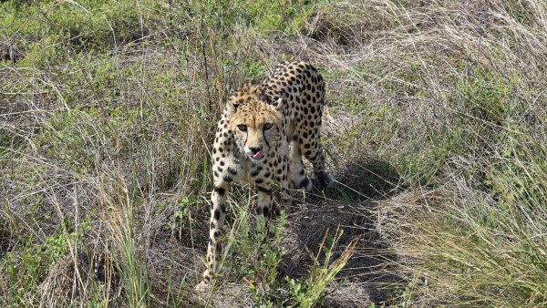 Eight cheetah deaths