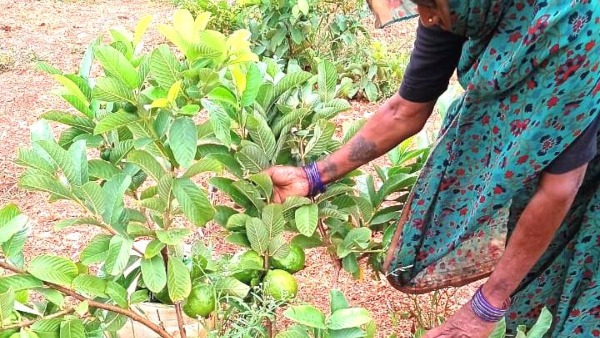 farmer-success-story-of-chitradurga