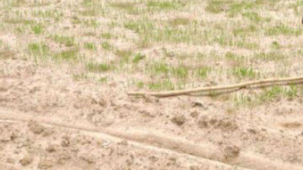 Shortage of Rain: 18 farmers suicide in May and June at Haveri district