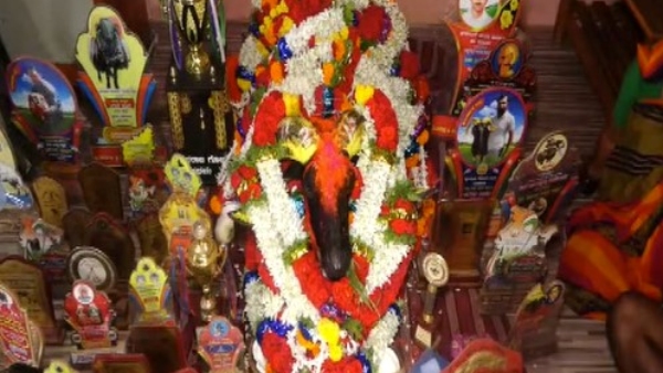  Fighter Sheep Kamalapur Junglee Is No More