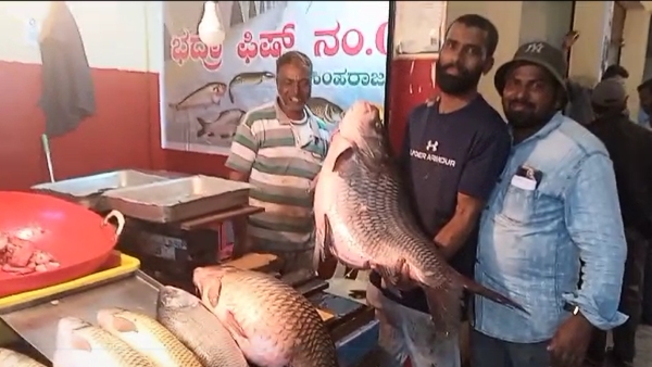 56 kgs fish sold for 12 thousand rupees in Narasimharajapura