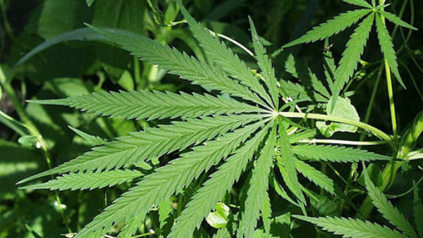 ganja-sale-in-kodagu