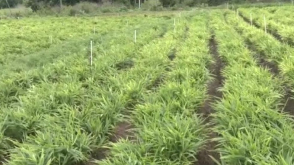 Ginger Price Hike In Karnataka