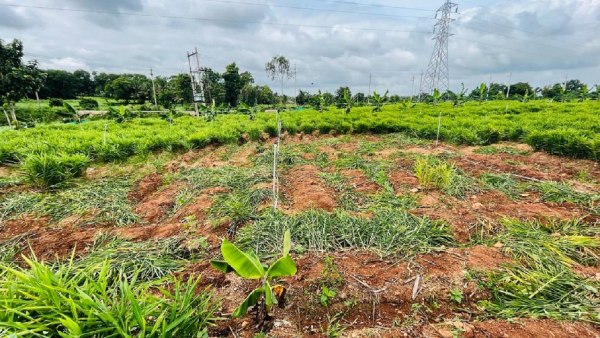  After Tomato Ginger Prices Hit All-Time High Due to Rain Deficit