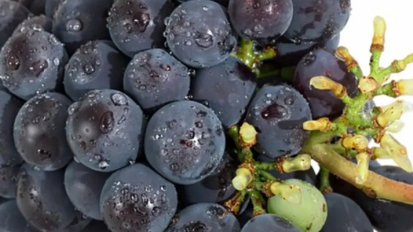 Incredible Health Benefits of Grapes Along With Its Nutritional Value in Kannada Incredible Health Benefits of Grapes Along With Its Nutritional Value in Kannada