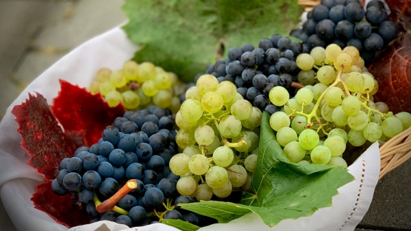Incredible Health Benefits of Grapes Along With Its Nutritional Value in Kannada Incredible Health Benefits of Grapes Along With Its Nutritional Value in Kannada