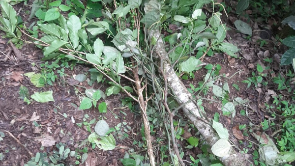 Elephant attack continues Elephant attack continues