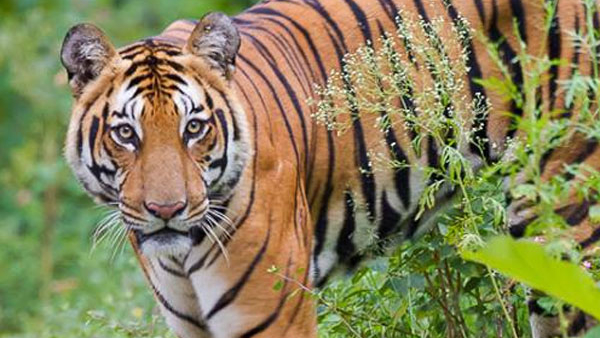 highest-number-of-tigers-in-karnataka