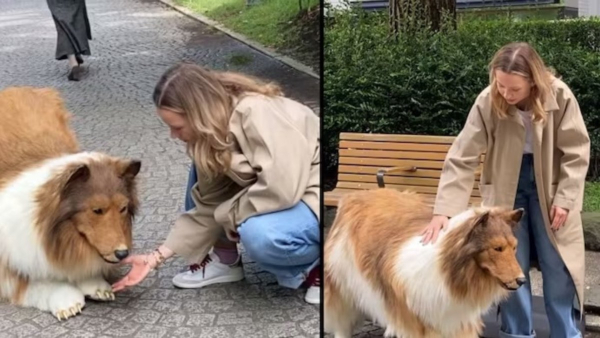 Japanese man spent 12 lakh rupees to become a dog