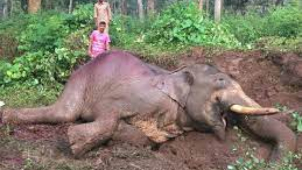 Seven Elephants Have Been Electrocuted In Karnataka Since January 2023