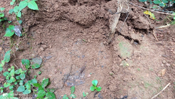 Elephant attack: Kallugudde villagers worried 