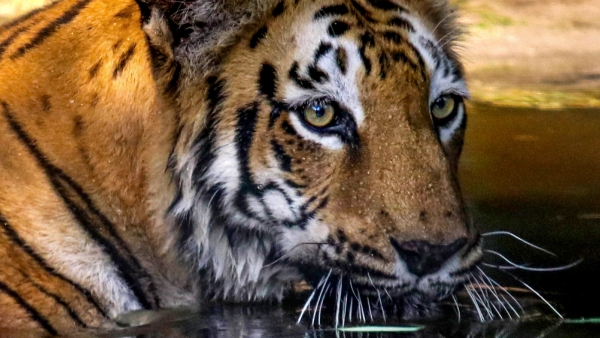 madhya-pradesh-tiger-population