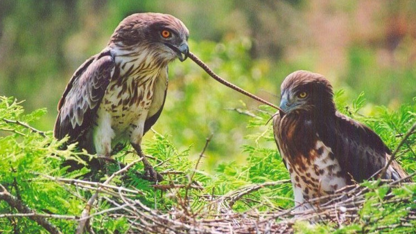 Monsoon rain created the Wonderful scenes in Malnad districts, know details