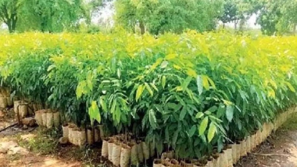  Agroforestry Activities Setback Due To Monsoon Delayed