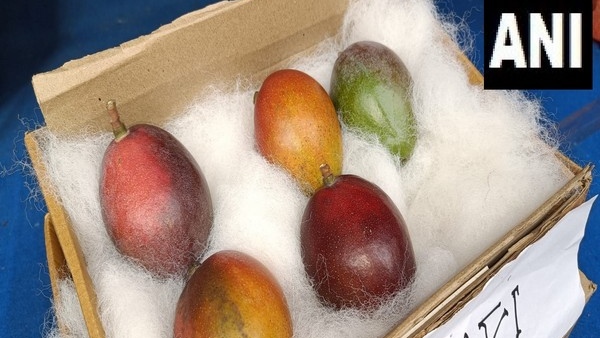 An Odisha farmer grew the worlds most expensive mango, costing Rs 3 lakh