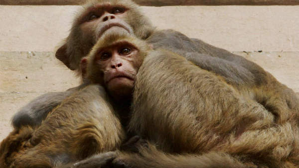 Raichur: Dead monkeys in the drinking water tank - Villagers are sick after drinking the water!