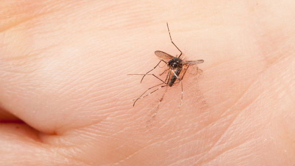 Traditional Ways to Get Rid of Mosquitoes in Rainy Season in Kannada