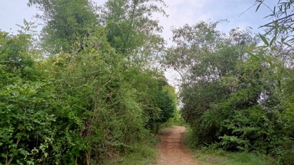 Weekend travel: Speciality Of Mysuru Chamundeshwari Devi Udyanavan