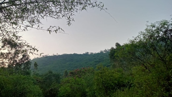 Weekend travel: Speciality Of Mysuru Chamundeshwari Devi Udyanavana