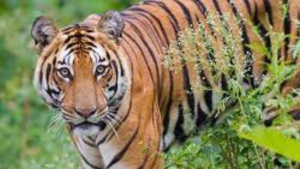 number-of-tigers-on-the-rise