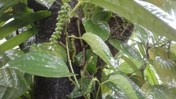 Diseases Hit Pepper Crop ICAR Tips For Farmers