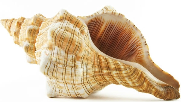 place-the-conch-in-this-place