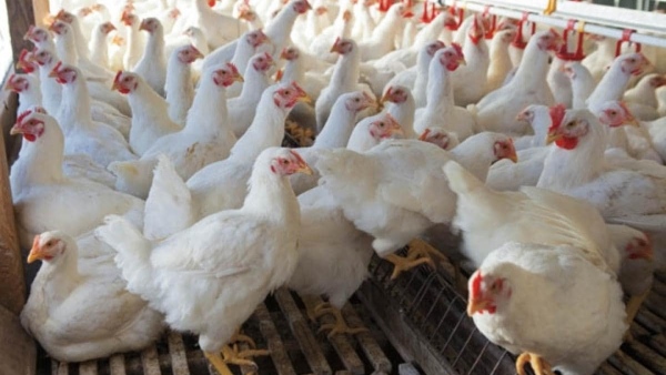 Increased Demand For Raichur Poultry Manure