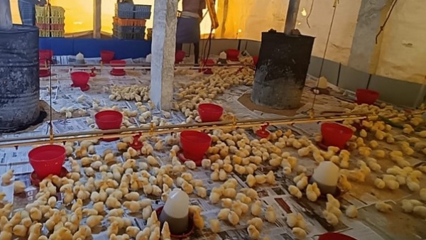 Increased Demand For Raichur Poultry Manure